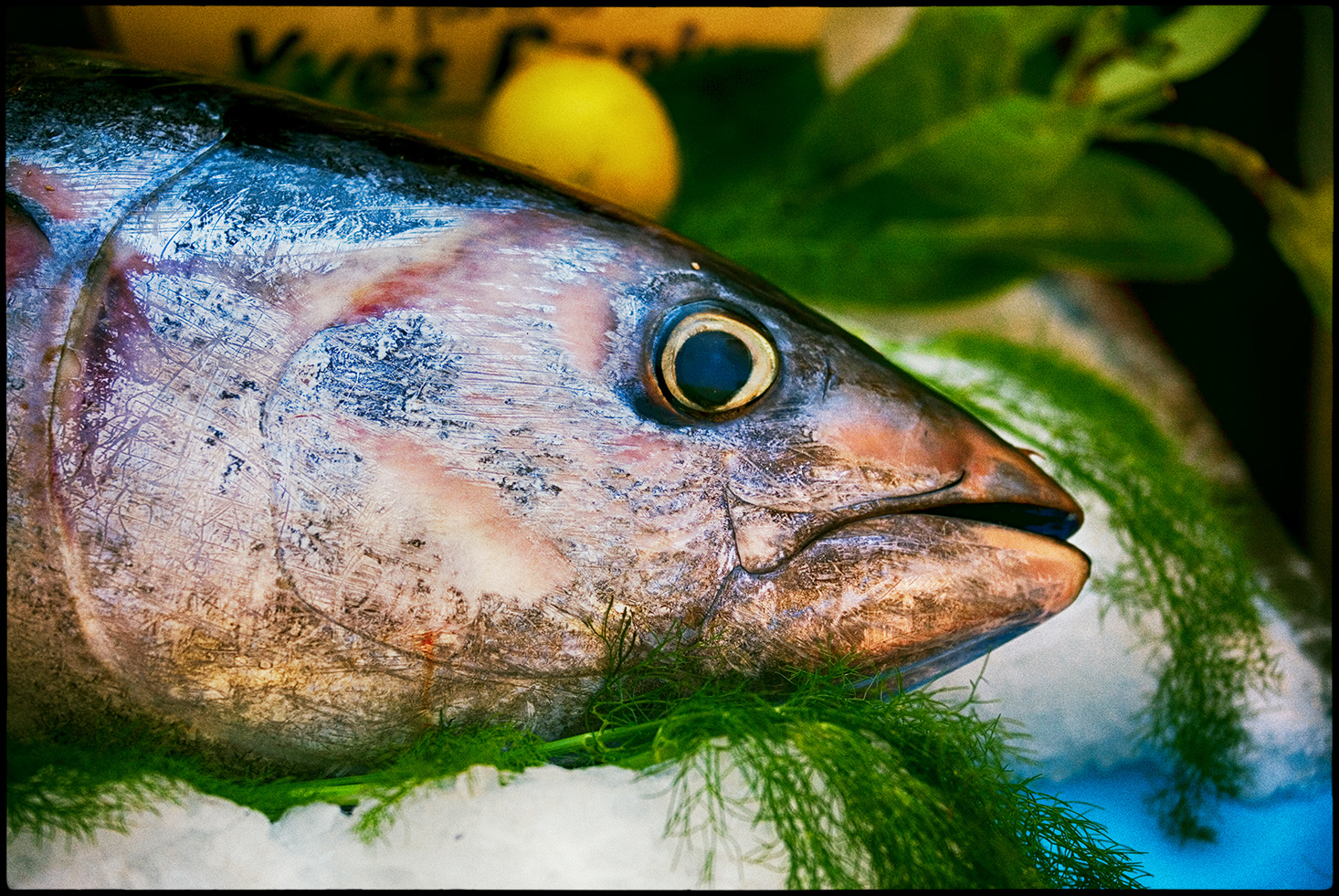 ... und danke für den Fisch