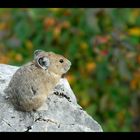 [ ...und dann bestaunt das kleine Pika seine wunderschöne Heimat ]