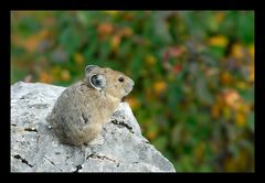 [ ...und dann bestaunt das kleine Pika seine wunderschöne Heimat ]