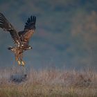 und dann der zweite Adler