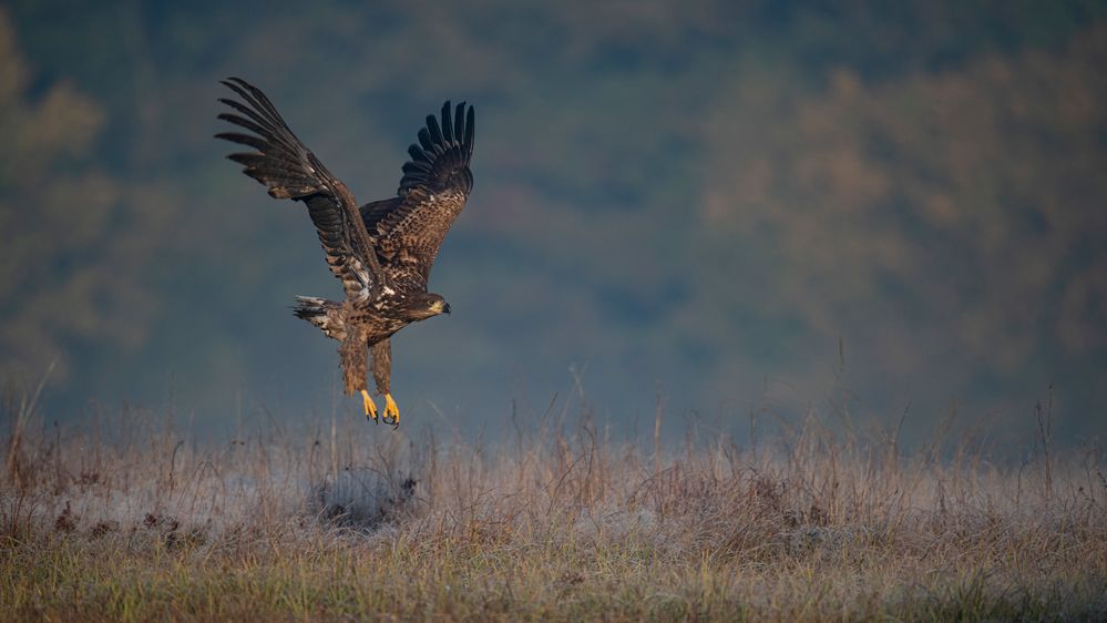 und dann der zweite Adler