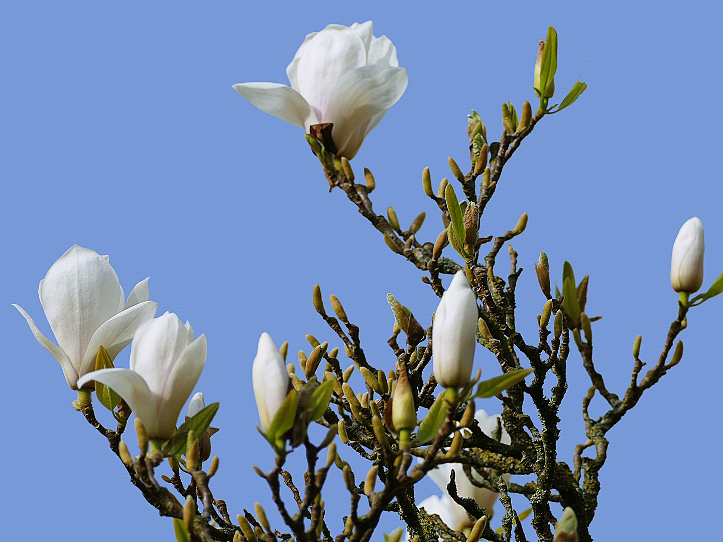 und dann die Blüten zum Himmel