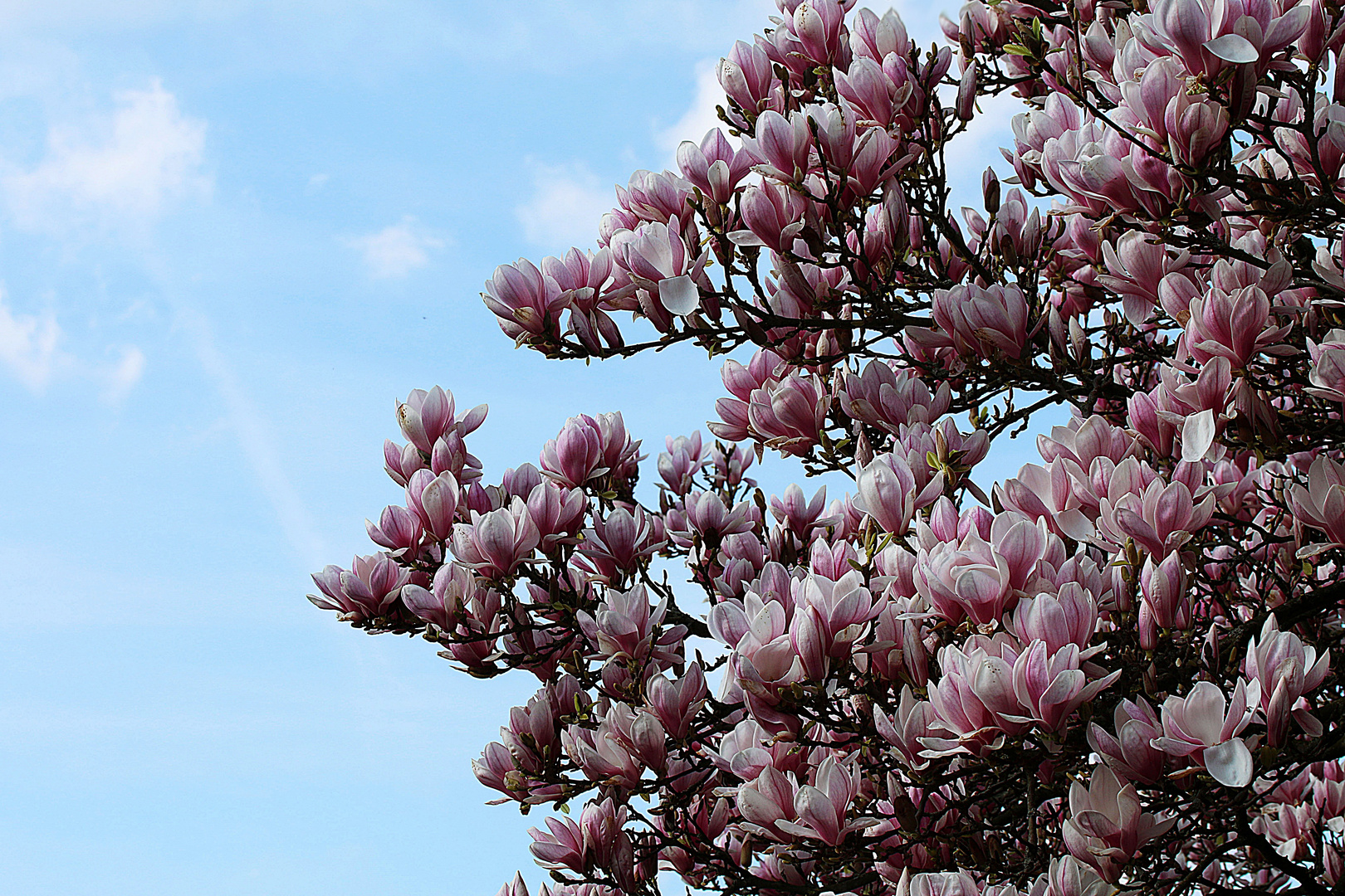 und dann die Blüten zum Himmel