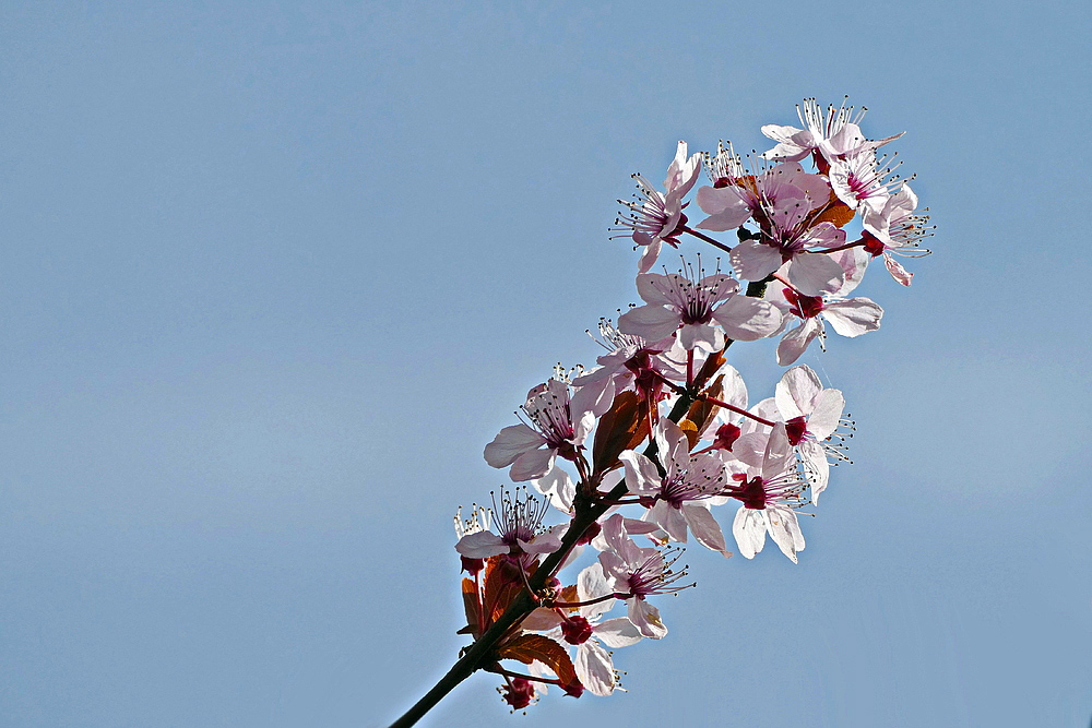 und dann die Blüten zum Himmel und laßt es Frühling sein