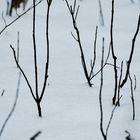 Und dann doch noch: Ein bisschen Schnee im Odenwald