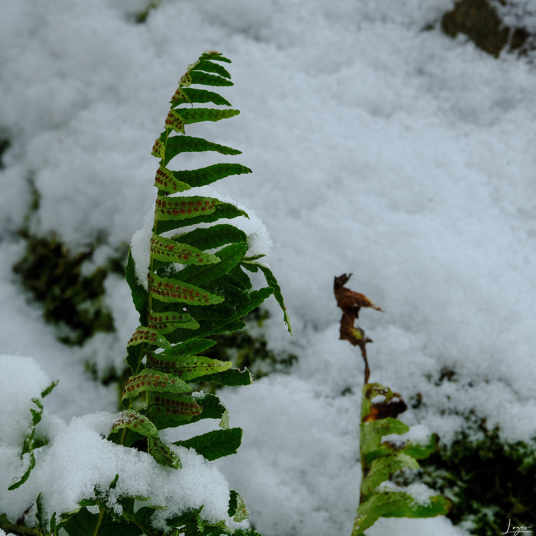 Und dann doch noch: Ein bisschen Schnee im Odenwald