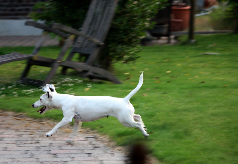 und dann Flog der Ball (Hund) schließlich doch^^