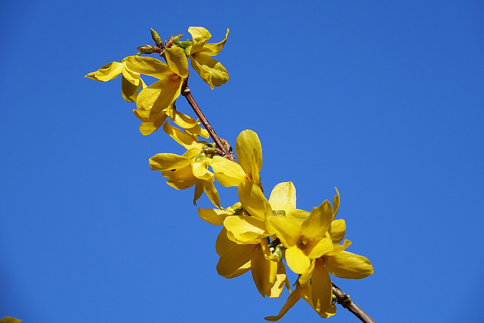 und dann Forsythien zum Himmel, und lasst es Frühling sein