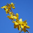 und dann Forsythien zum Himmel, und lasst es Frühling sein