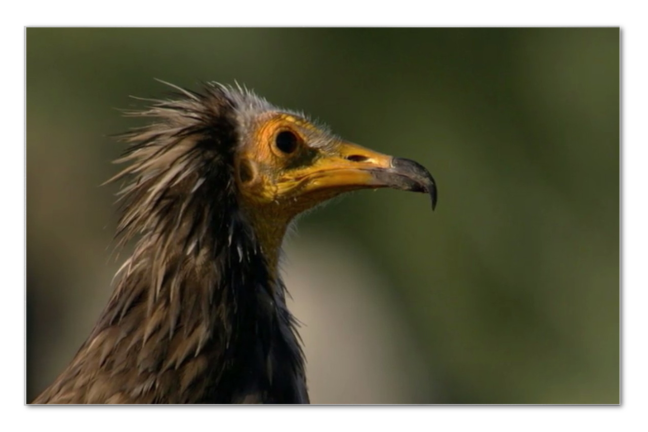 ... und dann gehts noch in den Vogelpark ...