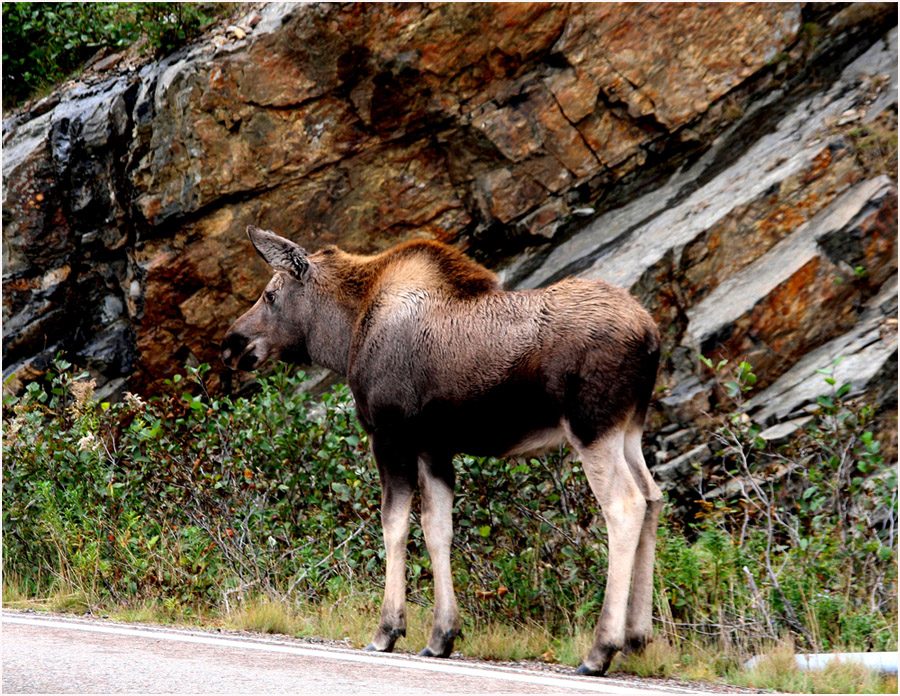 ...und dann haben wir sie auf dem Cabot Trail gesehen.....