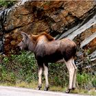 ...und dann haben wir sie auf dem Cabot Trail gesehen.....