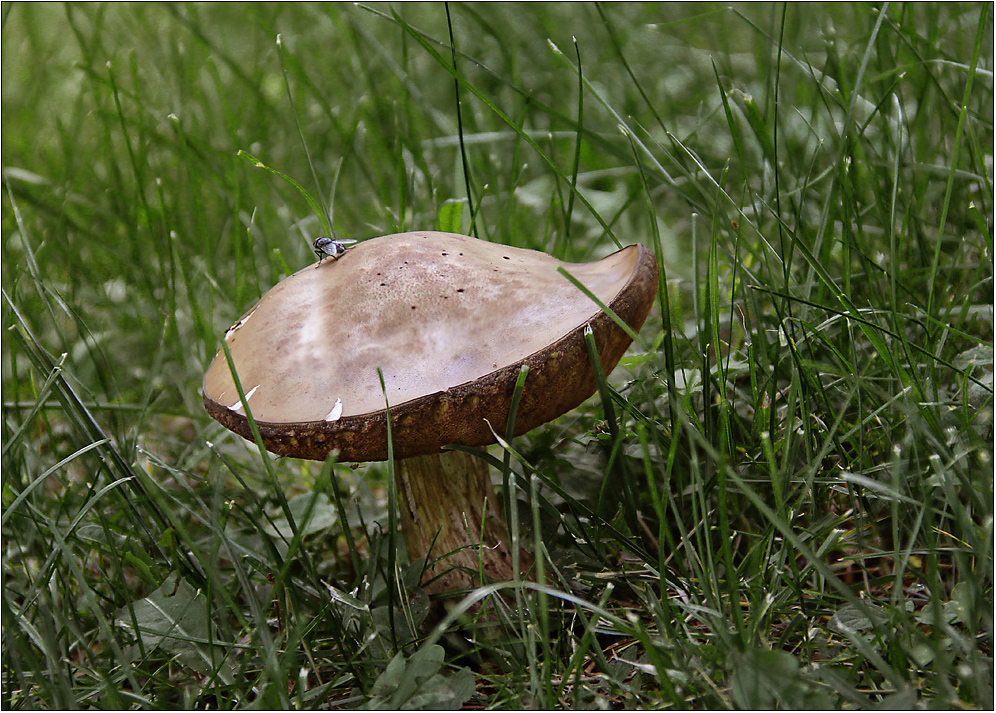 Und dann plötzlich ein Pilz ...