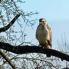 und dann saß er da der helle Bussard   Auf Fototour mit Rolf 