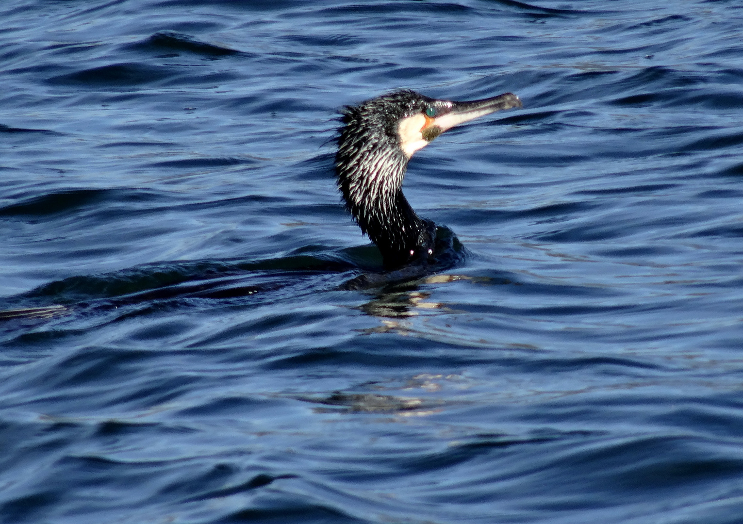 Und dann tauchte er auf der Kormoran          (leider ohne Fisch)  