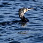 Und dann tauchte er auf der Kormoran          (leider ohne Fisch)  