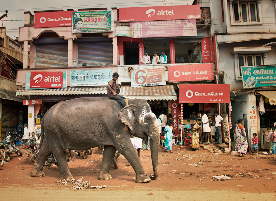 ...und dann und wann ein großer Elefant