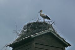 ... und dann war da noch der Klapperstorch