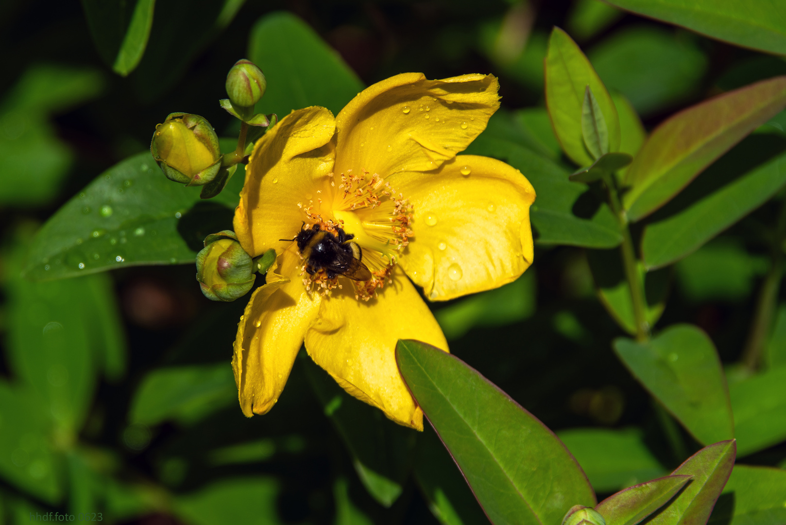 und dann weiter zur nächsten Blüte