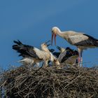 Und dann werden die hungrigen gefüttert