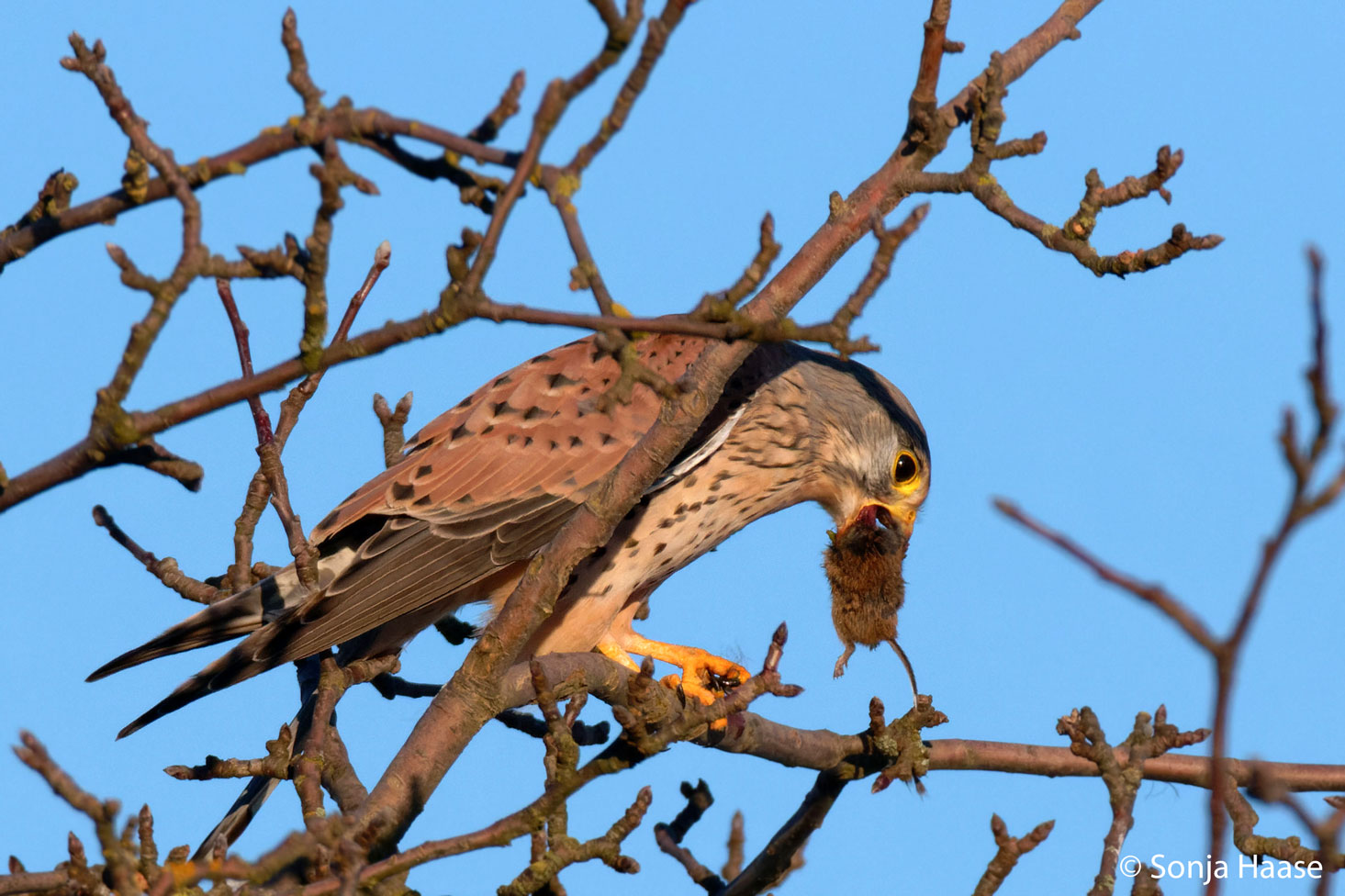 Und dann wurde geschlungen... Turmfalke  (Falco tinnunculus)mit Maus