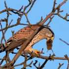 Und dann wurde geschlungen... Turmfalke  (Falco tinnunculus)mit Maus