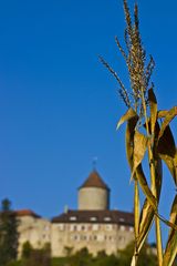 Und daraus soll Popkorn werden?