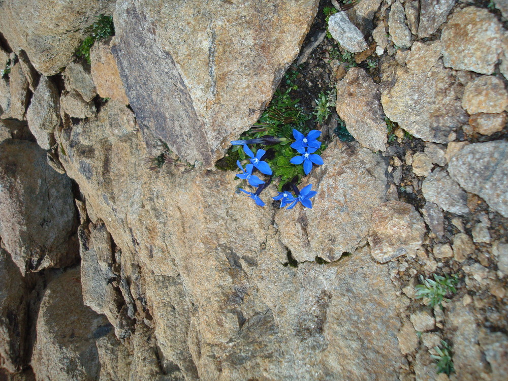 ...und das auf 2690 M.ü.M (Lötschenpass - CH)