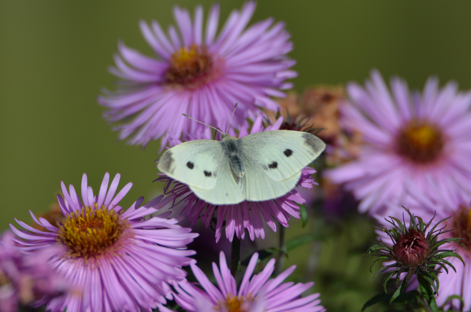 Und das ende September !!! (2)