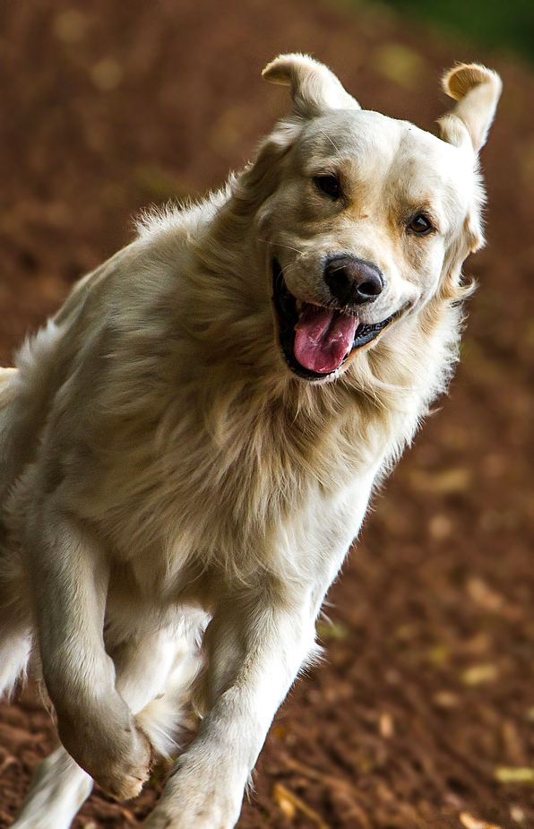 Und das Hundi kam näher