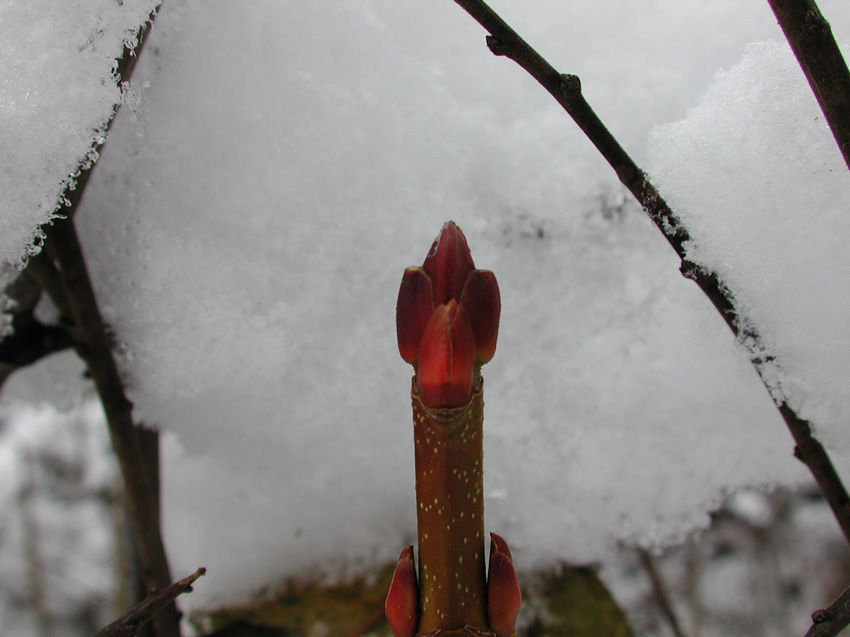 und das ist das Foto vom Frühlingszauberer...