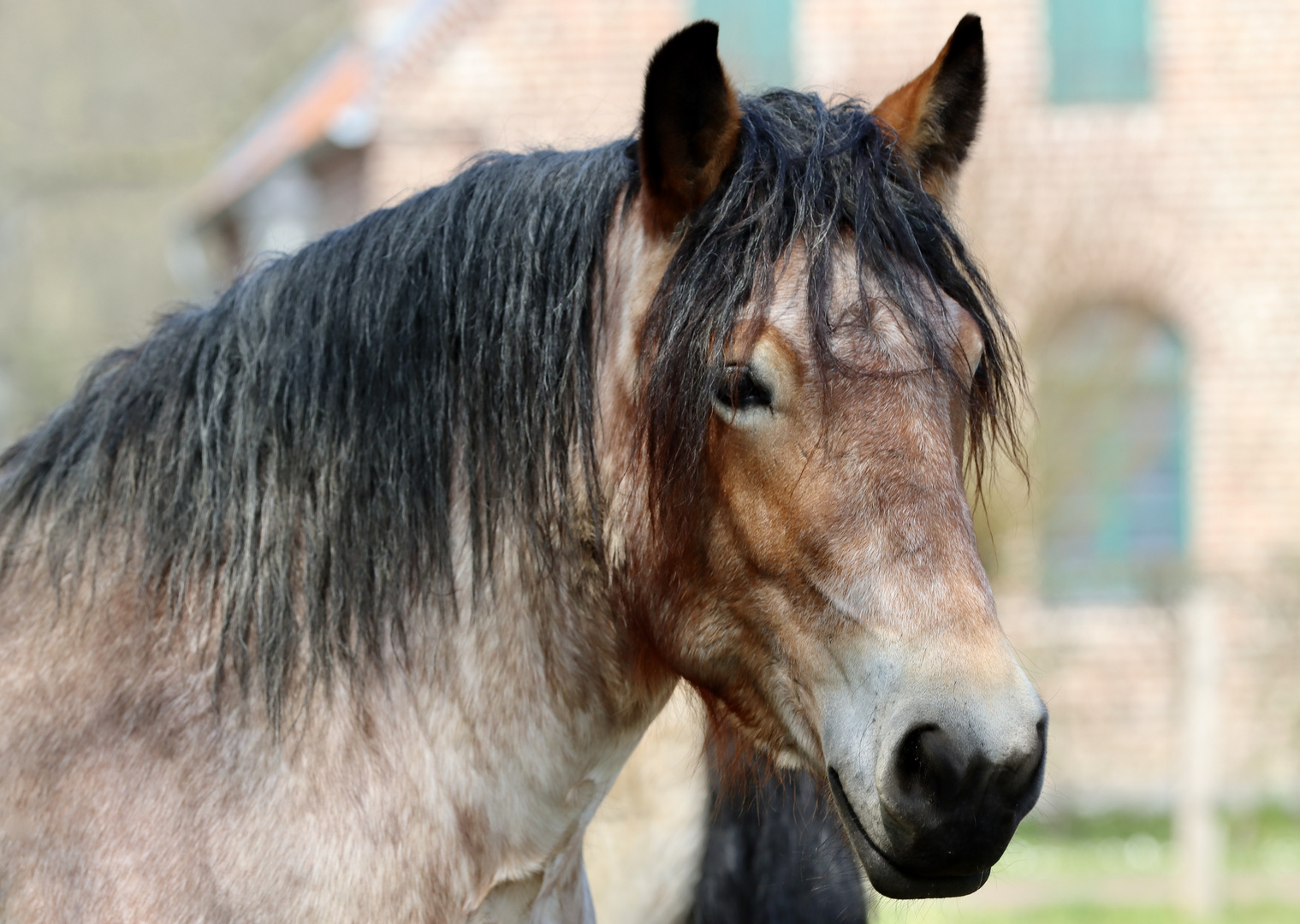 Und das ist Kaltblut Max, die treue Seele vom Freilichtmuseum .......