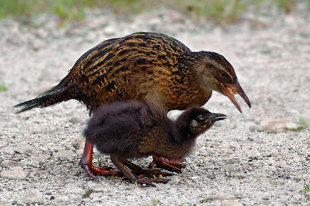 "...und das kann man fressen, Mama?"