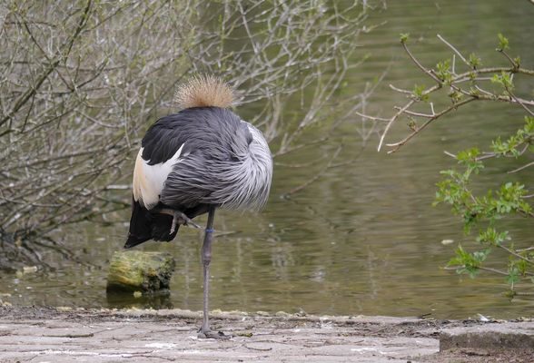 und das Krönchen sitzt trotzdem perfekt