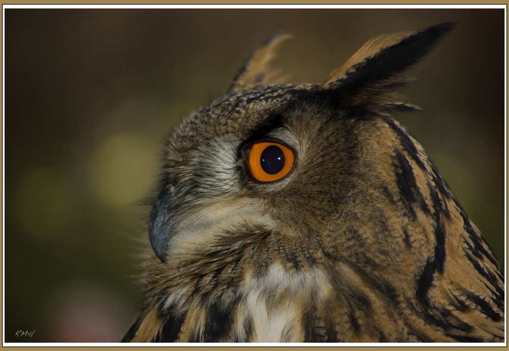 Und das letzte vom Vogel-Shooting