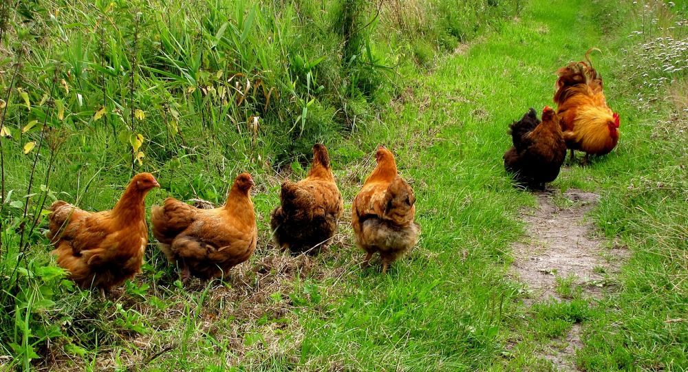 Und das sind die Kinderchen von