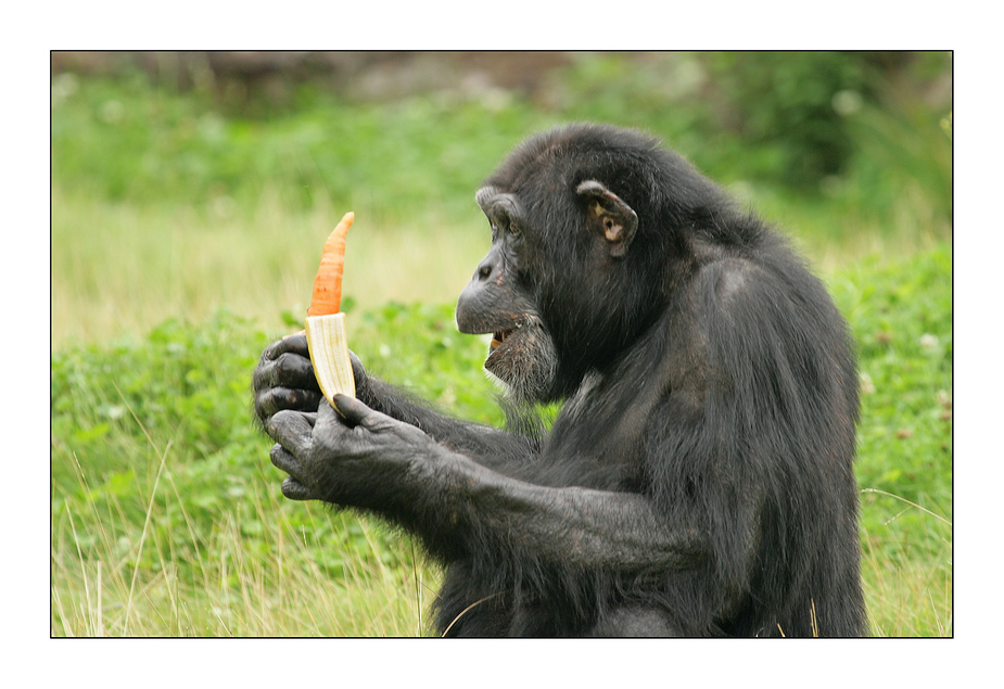 Und das soll eine Banane sein ?