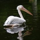 und das Spiegelbild hat ihn begleitet