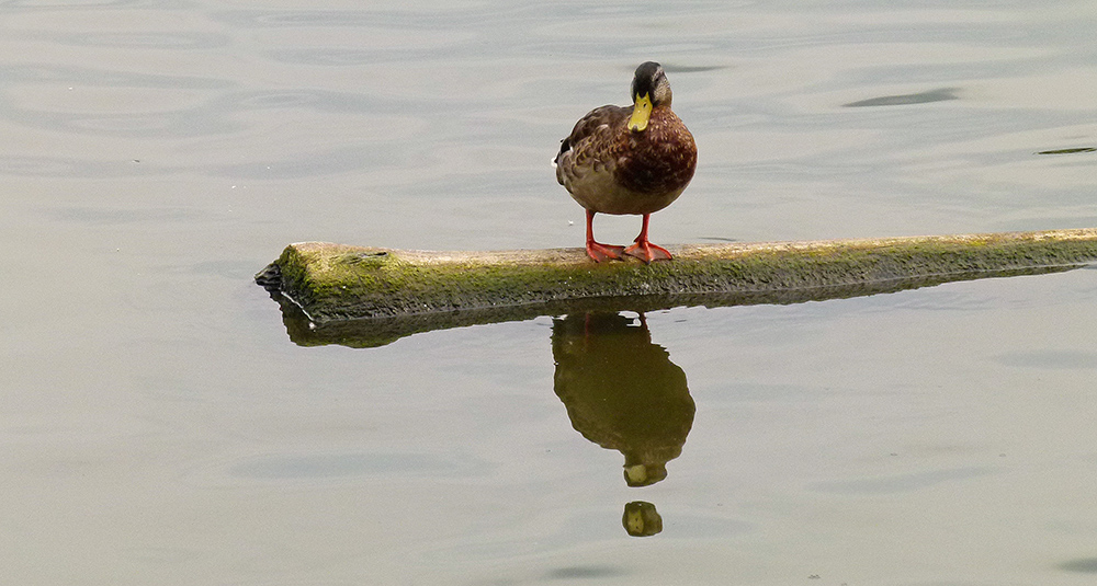 "Und das Wasser hat doch Balken" oder: "Das geköpfte Spiegelbild"