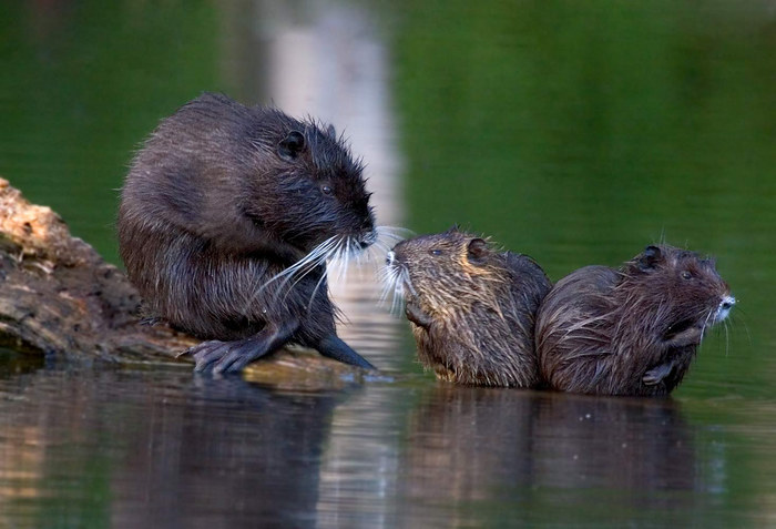 "Und dass ihr mir nicht so weit raus schwimmt !"