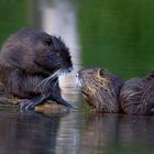 "Und dass ihr mir nicht so weit raus schwimmt !"