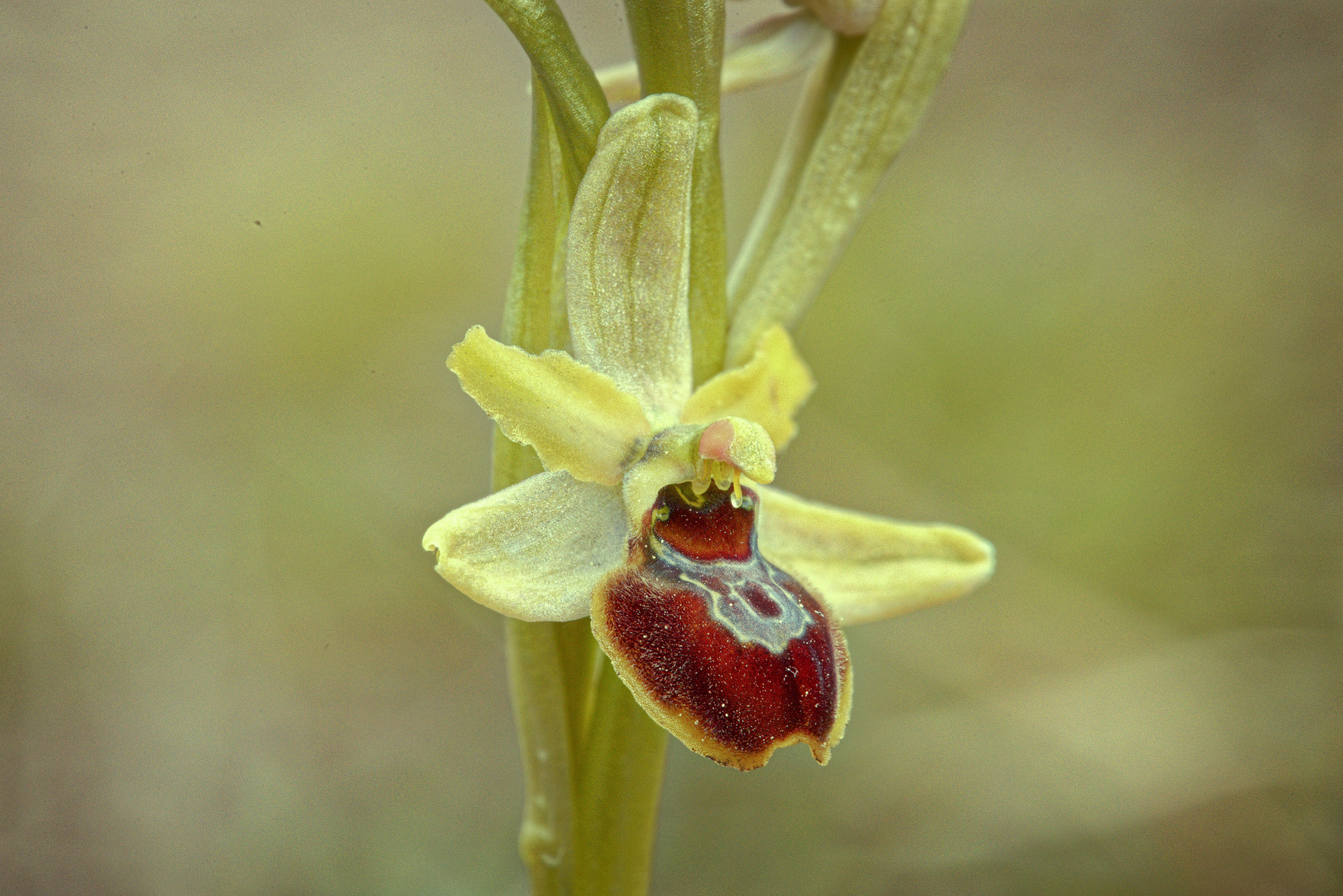 ...und dazu die "Geschwisterblüte" darunter: die Kleine Spinnen-Ragwurz (5)