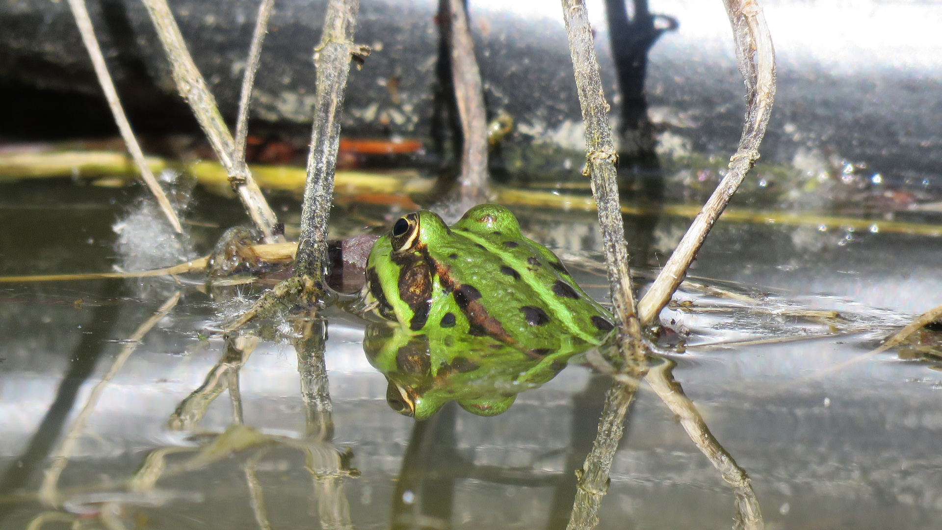 Und der 2. Frosch im Spiegel