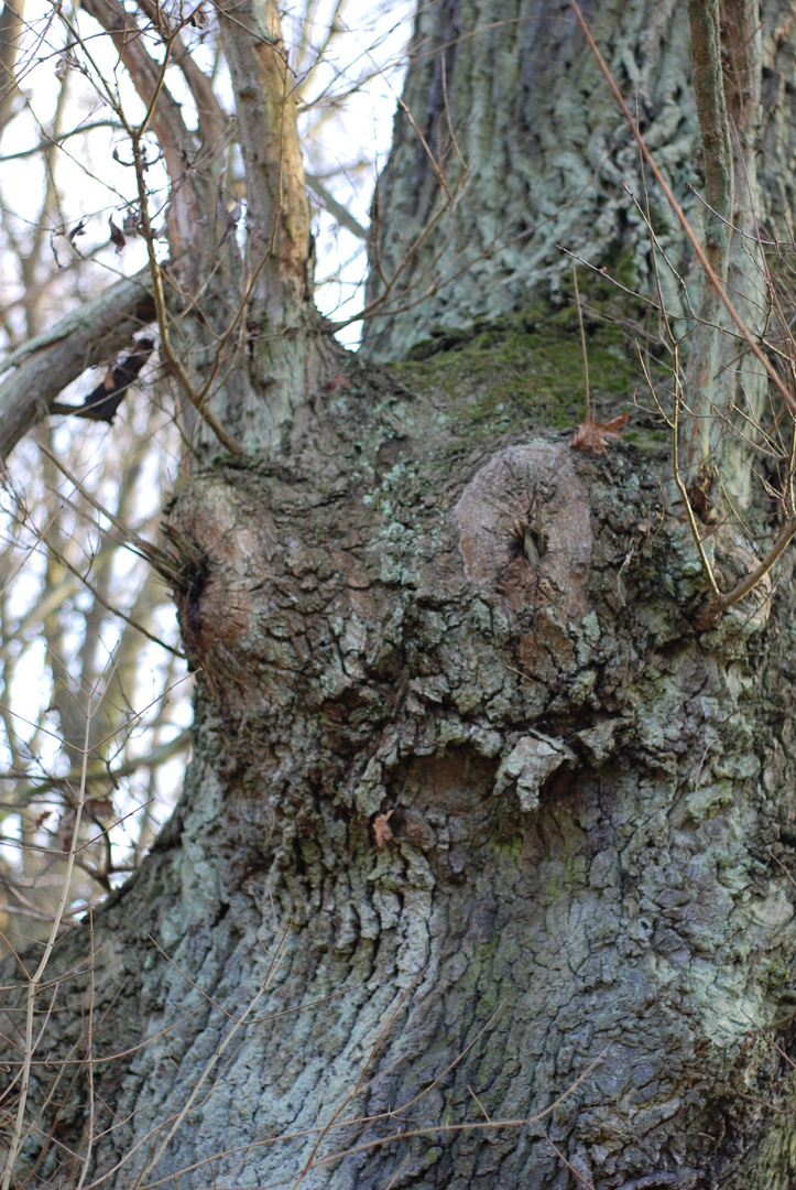 Und der Baum sprach