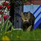 Und der Blumenfotograf ahnte: jetzt ist Schluß mit lustig...