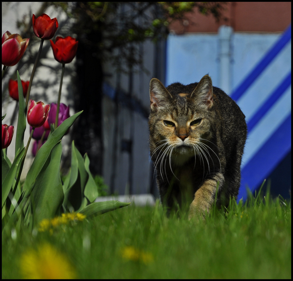 Und der Blumenfotograf ahnte: jetzt ist Schluß mit lustig...