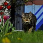 Und der Blumenfotograf ahnte: jetzt ist Schluß mit lustig...