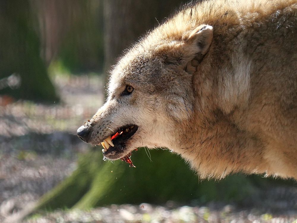 ...und der böse Wolf! Foto & Bild tiere, zoo, wildpark & falknerei, säugetiere Bilder auf