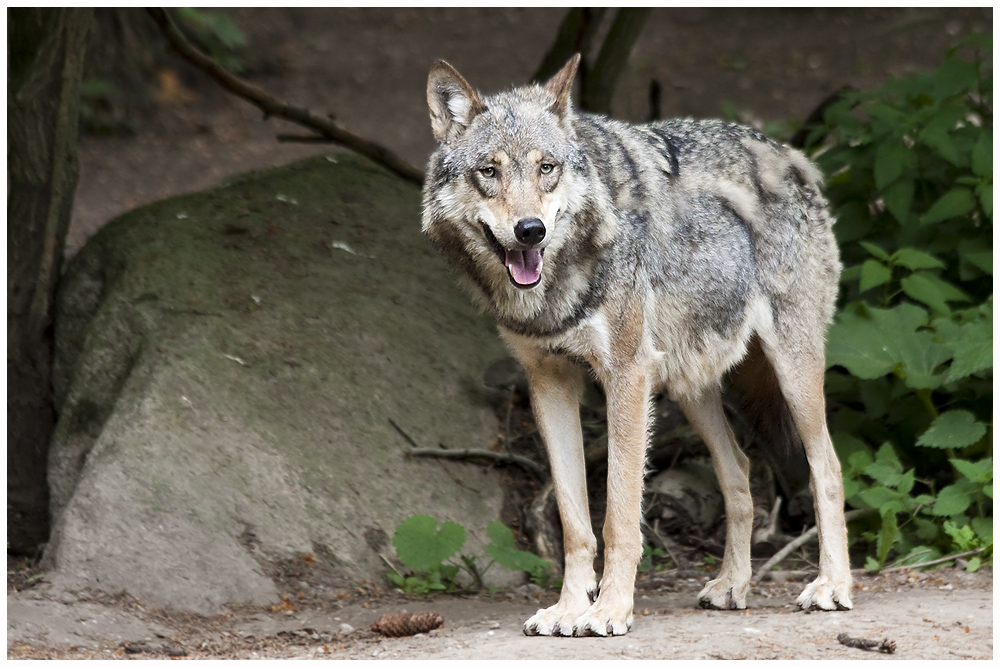 Und der böse Wolf... Foto & Bild tiere, zoo, wildpark & falknerei, säugetiere Bilder auf