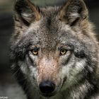 ....und der böse Wolf